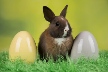 Bunny, rabbit and easter eggs on green background