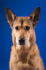 Charismatic red hair dog sitting and looking at camera.