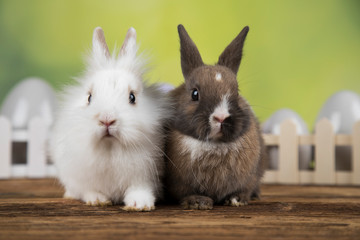 Easter animal holiday, eggs and green background