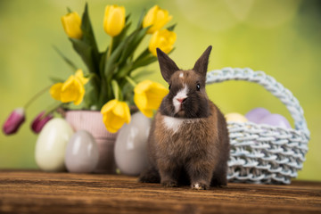 Little Bunny with easter eggs in flower