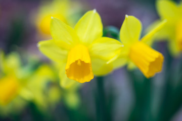 Close-up of yellow daffodil flowers in the spring time