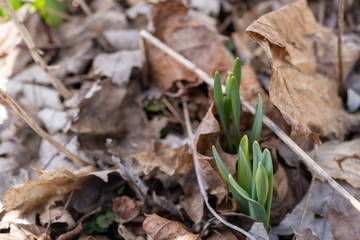 Spring Daffodil Sprouts Through Fall Leaves