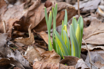 Spring Daffodil Sprouts Through Fall Leaves