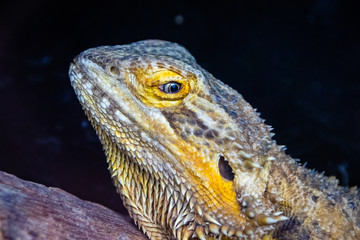 lizard