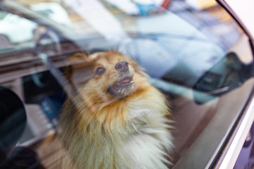 A small shetland sheepdog looks out the window of a car