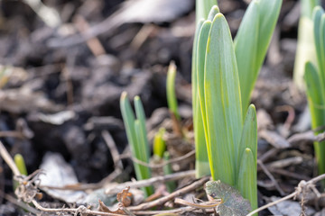 Spring Crocus Bulb Sprouts in Morning Sunlight