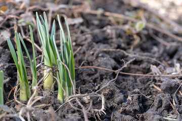 Spring Crocus Bulb Sprouts Growing in Rich Soil