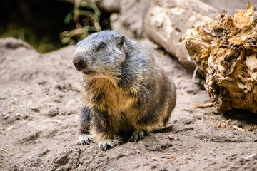 marmot on a rock