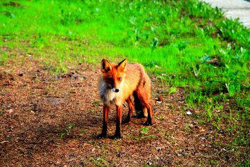 Red little fox on a green lawn