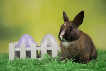 Bunny with Easter eggs on green background