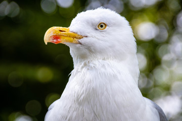 sea gull, close up of head