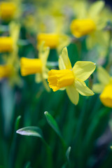 Close-up of yellow daffodil flowers in the spring time