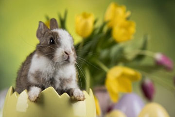 Baby bunny and egg on tulip flowers background
