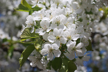 flowering gardens in spring