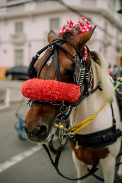 Horse Drawn Carriage parking in front of Malate church , Manila Philippines