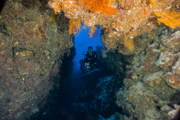 Coral reefs and water plants in the Red Sea, Eilat Israel
