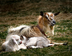 Mama Goat and Two Babies Laying in Pasture