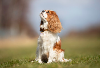 Portrait of a dog