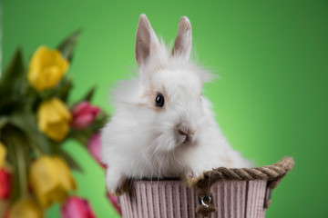 Baby bunny and egg on tulip flowers background