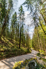 Fototapeta na wymiar Alpine forest leading up to Bärenschützklamm in Mixnitz - Austria (Styria)
