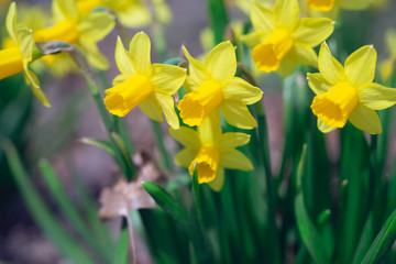 Close-up of yellow daffodil flowers in the spring time