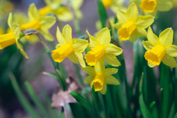 Close-up of yellow daffodil flowers in the spring time