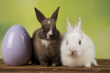 Bunny, rabbit and easter eggs on green background