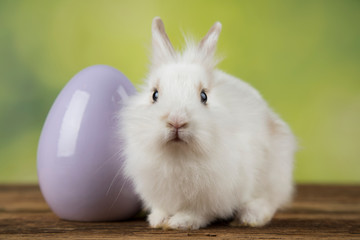 Bunny with Easter eggs on green background