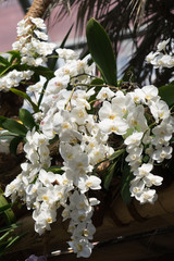 Weiße Schmetterlingsorchidee (Phalaenopsis)