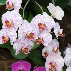 Pink-weiße Schmetterlingsorchidee (Phalaenopsis)