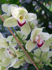 Fototapeta na wymiar Weiße Schmetterlingsorchidee (Phalaenopsis)
