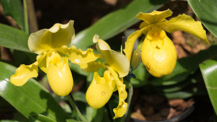 Gelbe Schmetterlingsorchidee (Phalaenopsis)