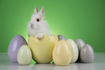 Bunny, rabbit and easter eggs on green background