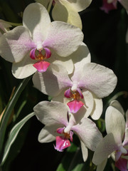 Pink-weiße Schmetterlingsorchidee (Phalaenopsis)