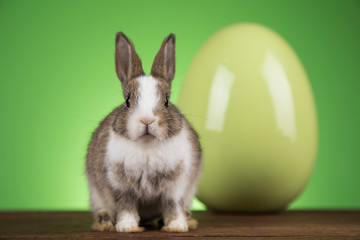 Bunny, rabbit and easter eggs on green background