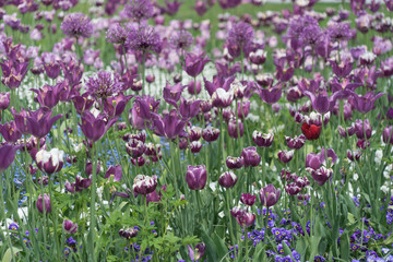 Blumenbeet mit lila und weißen Tulpen und Zierlauch