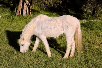 Obraz premium Tuscany moments 