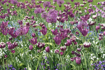 Fototapeta premium Blumenbeet mit lila und weißen Tulpen und Zierlauch