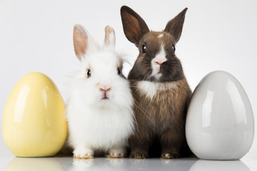 Little cute baby rabbit and easter eggs, white background