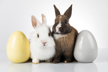 Rabbit and easter eggs in white background