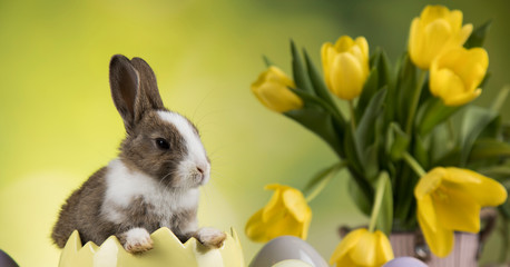 Rabbit, Bunny and easter Egg and Spring background