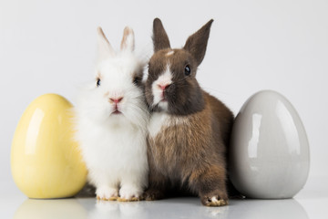 Rabbit and easter eggs in white background