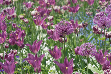 Blumenbeet mit lila und weißen Tulpen und Zierlauch