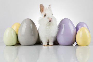 Rabbit, Bunny and easter Egg and white background