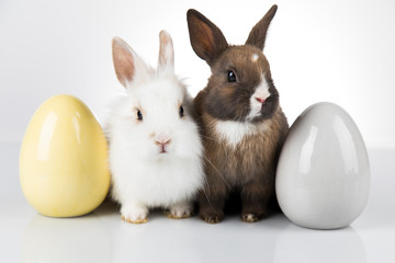 Little baby rabbit and easter eggs, white background