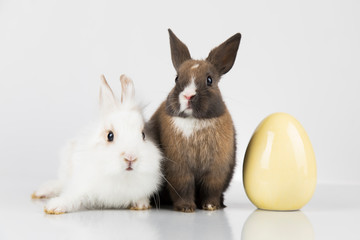 Little baby rabbit and easter eggs, white background