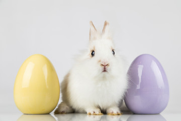 Easter animal holiday, and eggs white background