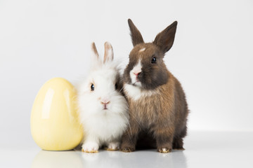 Easter animal holiday, and eggs white background