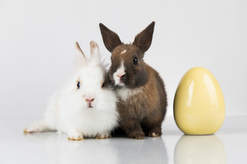 Fototapeta na wymiar Happy easter, Baby bunny, rabbit and white background