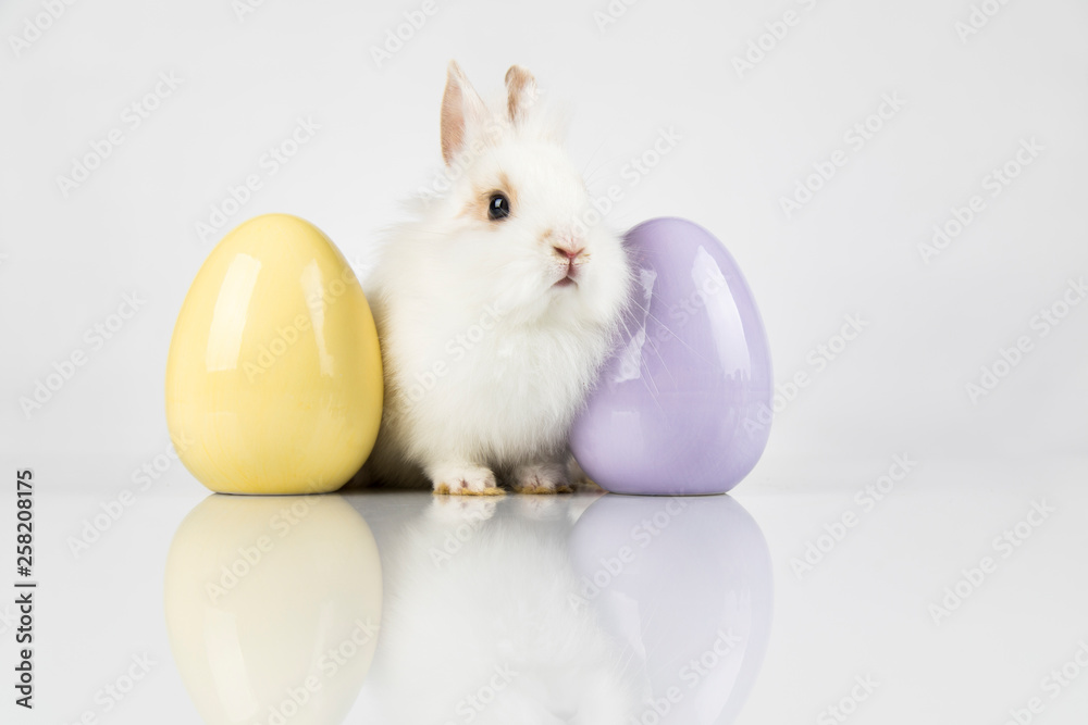 Wall mural little cute baby rabbit and easter eggs, white background